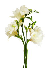 White freesia flowers and buds
