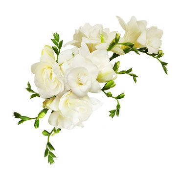 Fototapeta White freesia flowers in a beautiful composition