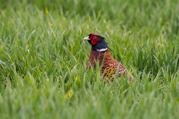Fasan (Phasianus colchicus)