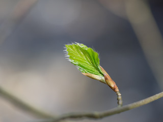 Frühlingsblatt