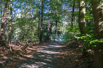 Waldweg