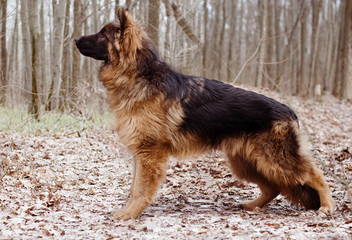 Portrait of Adorable Young Fluffy German Shepherd Dog in the Forest. Walks With Pets Outdoor.