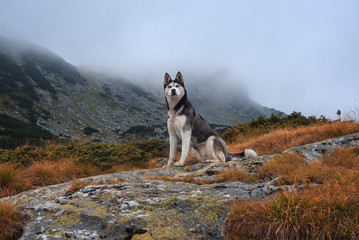Husky dog in mountain 