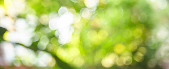 Abstract bokeh green