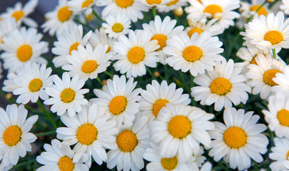 Macro of white daisies flowers.