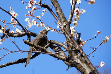 梅の木にとまる小鳥
