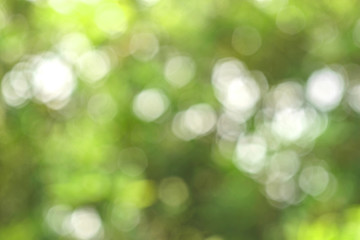 Obraz premium Abstract bokeh green