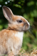 Junges Zwergkaninchen sitzt auf Stroh