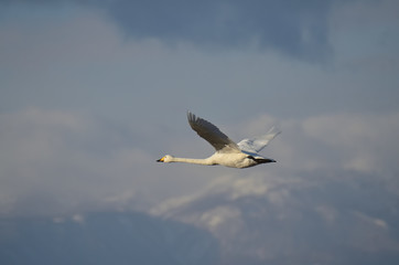 cruising swan