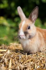 Junges braunes Zwergkaninchen sitzt auf Stroh