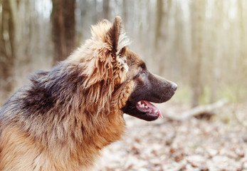 Portrait of Adorable Young Fluffy German Shepherd Dog in the Forest. Walks With Pets Outdoor.