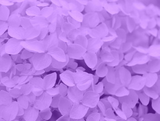tender light purple flowers hydrangeas, texture, background