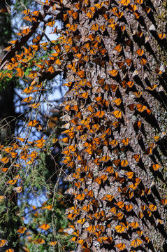 Monarch Butterfly Biosphere Reserve, Michoacan, Mexico