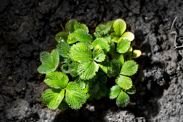 Green strawberry leaves with dew drops in the garden