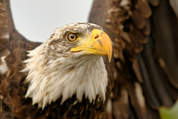 weißkopfseeadler
