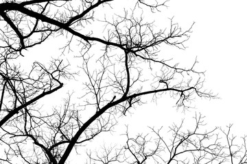 Naked tree branches on a white background