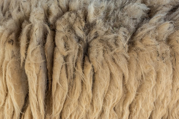 Close up of fur goat texture background