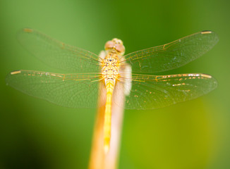 Dragonfly on a branch in the open air