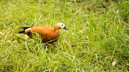 A duck walks along the green grass
