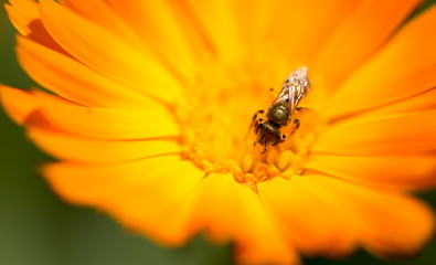 Bee on an orange flower in the nature