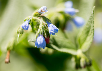 Beautiful blue flower growing in the park