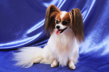 papillon dog old lady