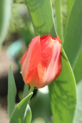 Naklejka premium Tulipan