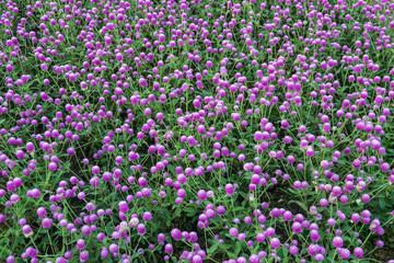 Purple Globe Amaranth flower blooming in the garden