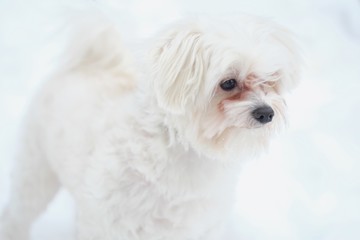Italian Maltese dog on winter street in the snow 