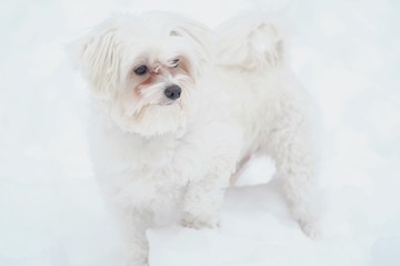 Italian Maltese dog on winter street in the snow 