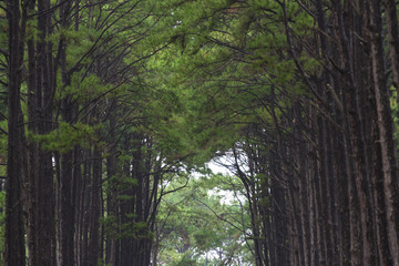pine forest in Thailand