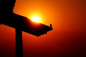 Pássaro apreciando o pôr do sol sobre um telhado