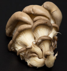 Fresh mushrooms oyster mushrooms on a black background