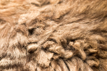Wool of a fluffy cat as a background