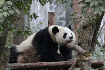 Obraz na płótnie Canvas Lazy Panda relaxing on the wood beam, China