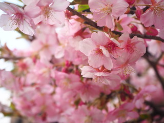 河津桜