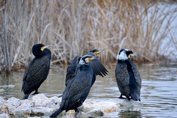 Cormorants resting at the bank of a lake.