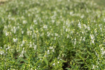 White flower blooming in the garden. Shallow depth of field