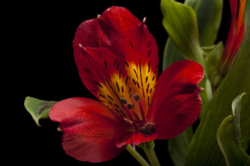 Fototapeta premium Alstromeria II