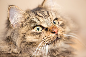 Portrait of a furry cat Maine Coon
