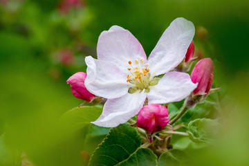 Fototapeta premium branch of an apple-tree with a white-pink flower and buds, a beautiful spring day_