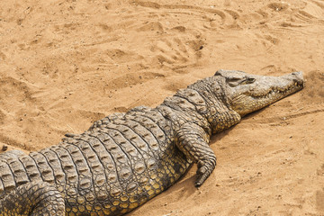 Wild animal crocodile