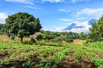 Farmland in highlands of Guatemala, Central America. Fuego volcano & Acatenango volcano in background.