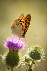 Beautiful butterfly in the wild on a plant