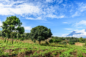 Fototapeta na wymiar Farmland in highlands of Guatemala, Central America. Fuego volcano in background.