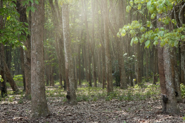 Plantation of old rubber tree.