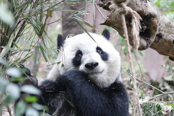 Fluffy Happy Panda is Smiling, Chengdu, China