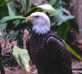 American Eagle