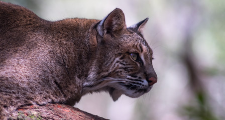 Bobcat 