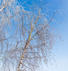 White birch branches in winter against a blue sky